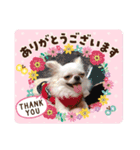 チワワのあむくん（個別スタンプ：13）