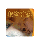 チワワのあむくん（個別スタンプ：14）