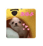 チワワのあむくん（個別スタンプ：15）