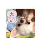 チワワのあむくん（個別スタンプ：16）