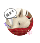 エノキ（個別スタンプ：3）