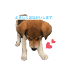 surfくん（個別スタンプ：1）