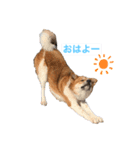 surfくん（個別スタンプ：2）