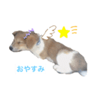 surfくん（個別スタンプ：3）