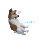 surfくん（個別スタンプ：7）