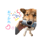 surfくん（個別スタンプ：10）
