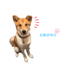 surfくん（個別スタンプ：11）