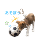 surfくん（個別スタンプ：12）