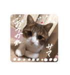 岡田家の楽しい仲間達︎︎♡（個別スタンプ：1）