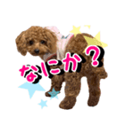 トイプードルのれおくんスタンプ（個別スタンプ：1）