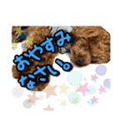 トイプードルのれおくんスタンプ（個別スタンプ：3）