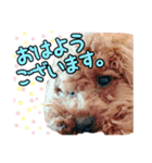 トイプードルのれおくんスタンプ（個別スタンプ：4）