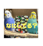 サランファミリー！主！！！（個別スタンプ：4）