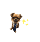 愛犬ふぁみりー（個別スタンプ：1）