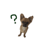 愛犬ふぁみりー（個別スタンプ：3）
