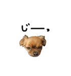 愛犬ふぁみりー（個別スタンプ：4）
