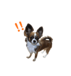 愛犬ふぁみりー（個別スタンプ：5）