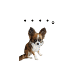 愛犬ふぁみりー（個別スタンプ：6）