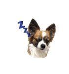 愛犬ふぁみりー（個別スタンプ：7）