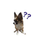 愛犬ふぁみりー（個別スタンプ：8）