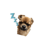 愛犬ふぁみりー（個別スタンプ：9）