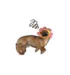 愛犬ふぁみりー（個別スタンプ：10）