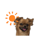 愛犬ふぁみりー（個別スタンプ：11）