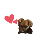 愛犬ふぁみりー（個別スタンプ：12）