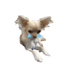 愛犬ふぁみりー（個別スタンプ：14）
