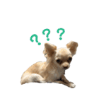 愛犬ふぁみりー（個別スタンプ：15）
