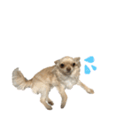 愛犬ふぁみりー（個別スタンプ：16）