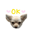 愛犬ふぁみりー（個別スタンプ：17）