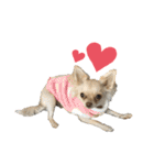 愛犬ふぁみりー（個別スタンプ：18）