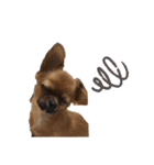 愛犬ふぁみりー（個別スタンプ：21）