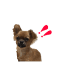 愛犬ふぁみりー（個別スタンプ：22）