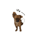 愛犬ふぁみりー（個別スタンプ：23）