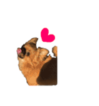 愛犬ふぁみりー（個別スタンプ：24）