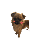 愛犬ふぁみりー（個別スタンプ：25）