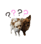 愛犬ふぁみりー（個別スタンプ：26）