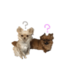 愛犬ふぁみりー（個別スタンプ：27）