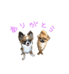 愛犬ふぁみりー（個別スタンプ：28）