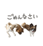 愛犬ふぁみりー（個別スタンプ：29）