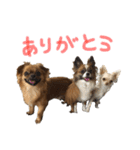 愛犬ふぁみりー（個別スタンプ：30）