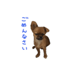 愛犬ふぁみりー（個別スタンプ：31）
