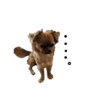 愛犬ふぁみりー（個別スタンプ：32）