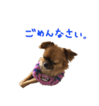 愛犬ふぁみりー（個別スタンプ：33）