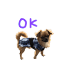 愛犬ふぁみりー（個別スタンプ：34）