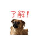 愛犬ふぁみりー（個別スタンプ：35）