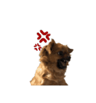 愛犬ふぁみりー（個別スタンプ：36）