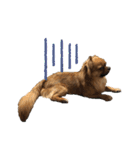 愛犬ふぁみりー（個別スタンプ：37）